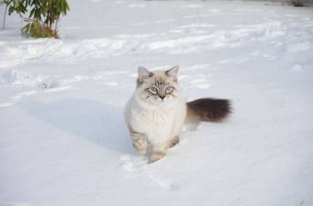 Cat on snow